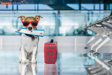 Hướng Dẫn Chi Tiết Thủ Tục Mang Thú Cưng Lên Máy Bay Quốc Tế Các Bạn Có Thể Tham Khảo