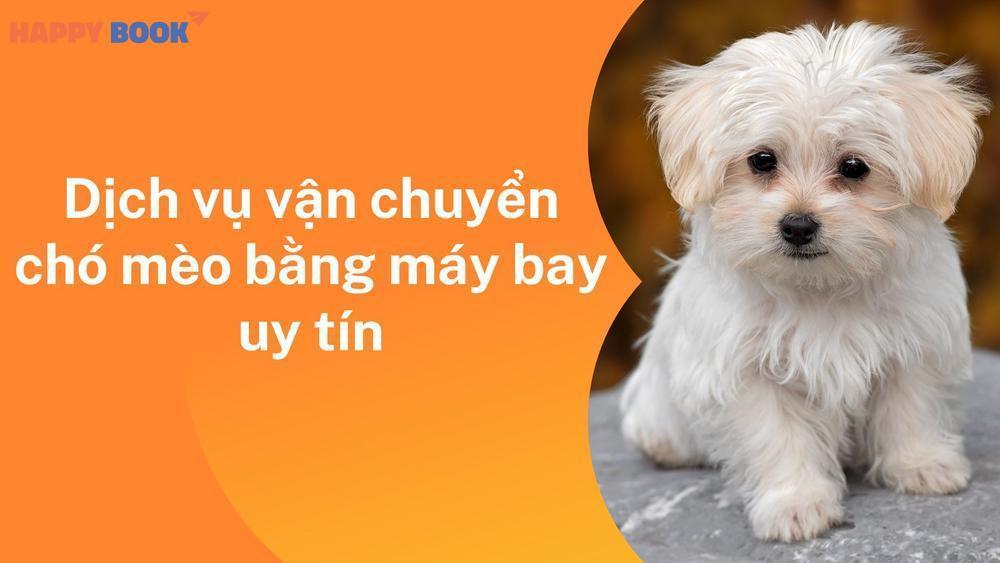 Dịch Vụ Vận Chuyển Chó Mèo Bằng Máy Bay Uy Tín, An Toàn Tại Việt Nam
